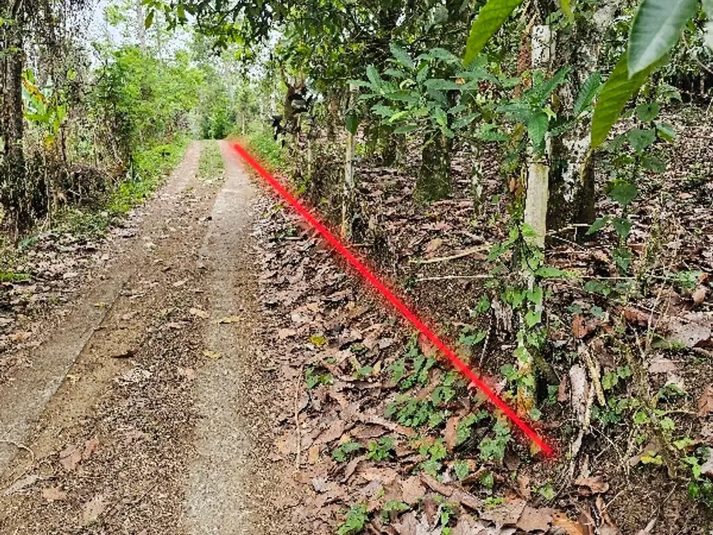 kebun durian dan kopi murah di Bali cocok juga untuk ternak ayam .