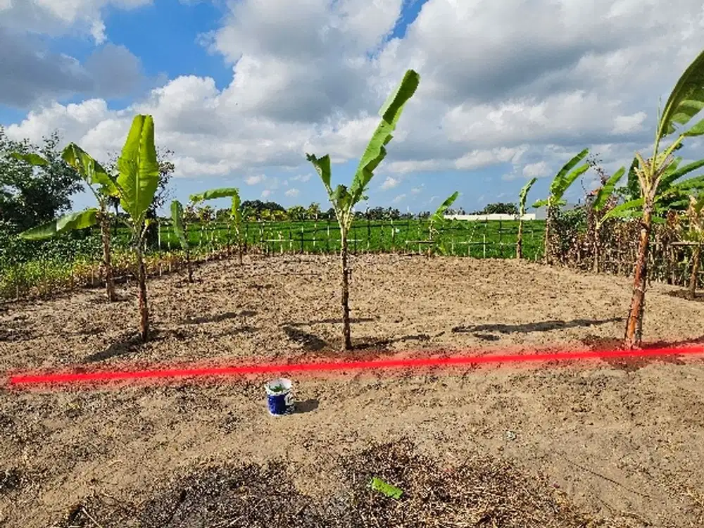 Land for Rent in tumbak bayuh view rice fiel