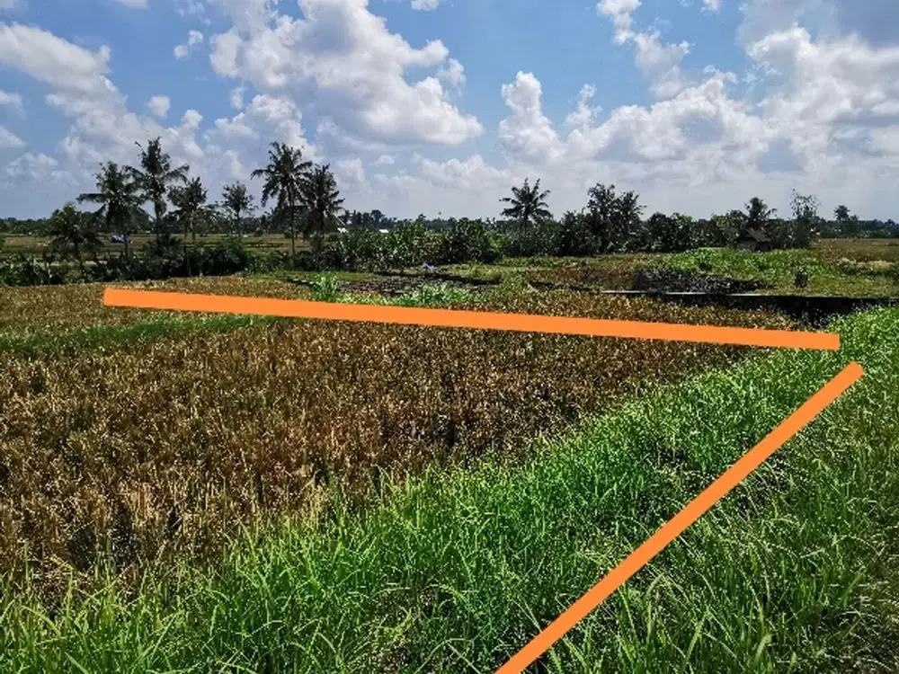 Tanah Sawah Dekat Ubud