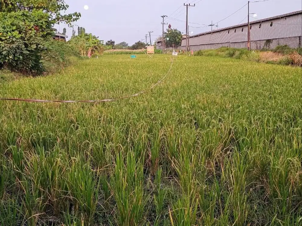 Dijual Tanah Siap Bangun di Jl. Raya Sidogiri, Sungiwetan Kab. Pasuruan