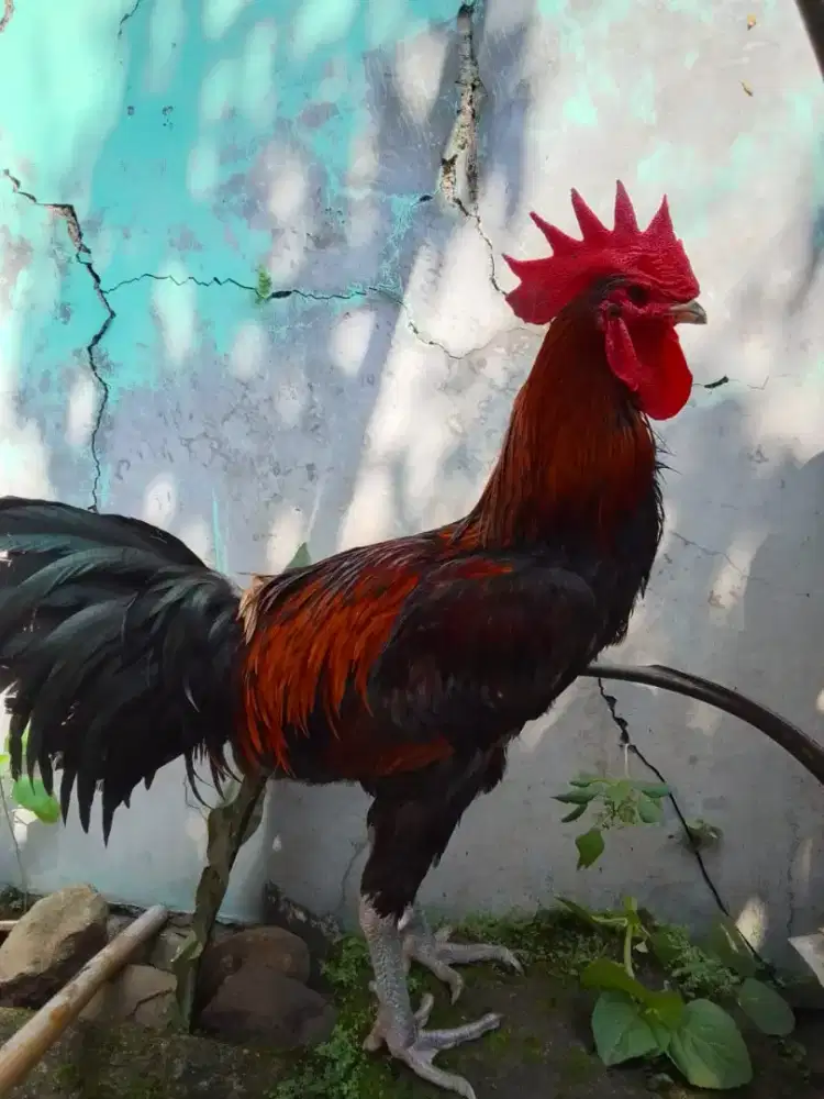 AYAM PELUNG JUMBO TRAH JUARA