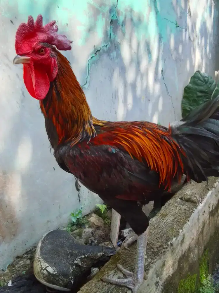 AYAM PELUNG JUMBO TRAH JUARA