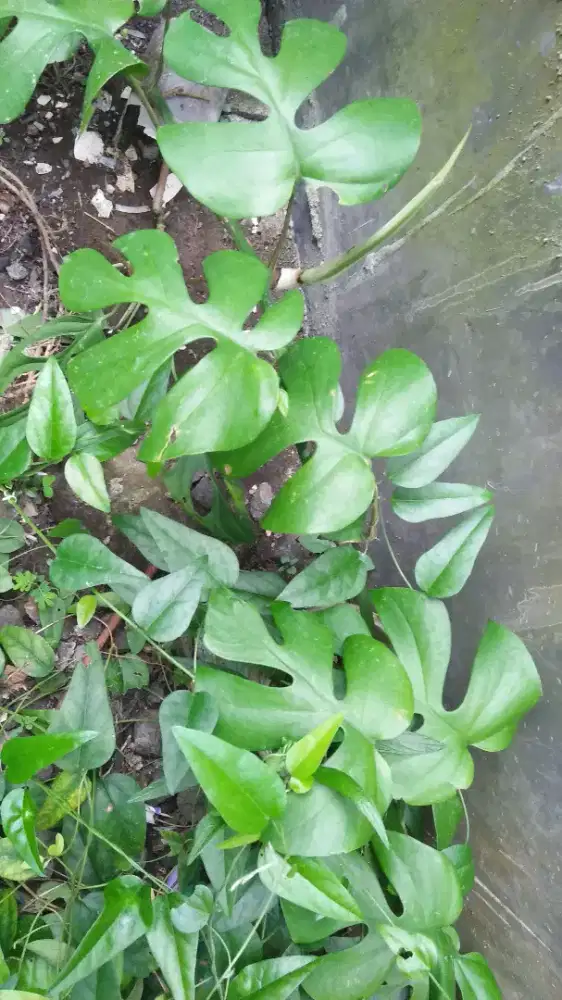 Bibit tanaman tetrasperma