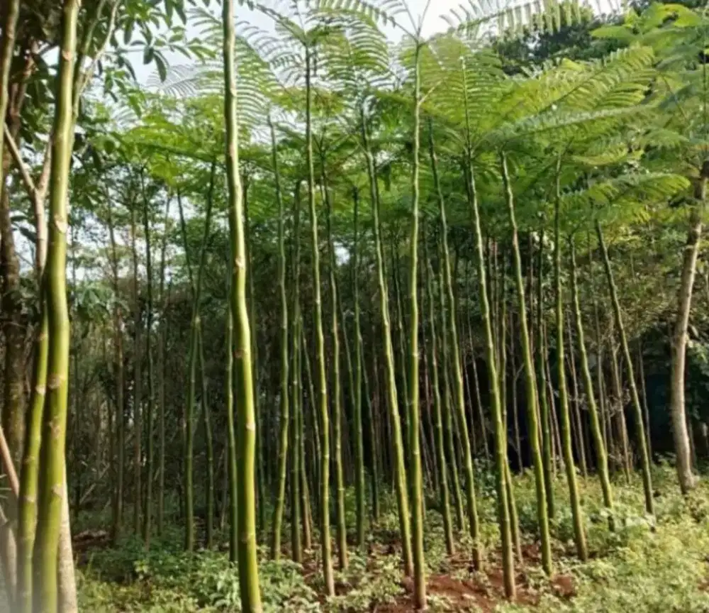 Bisa cod - jual tanaman hias pohon pakis Brazil tinggi 5m