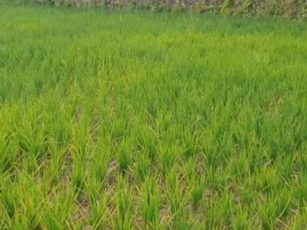 dijual tanah sawah produktif di Limbangan Garut Jawa Barat harga bagus