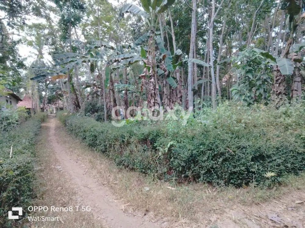 DIJUAL TANAH LUAS DEKAT BANDARA NYIA - WT