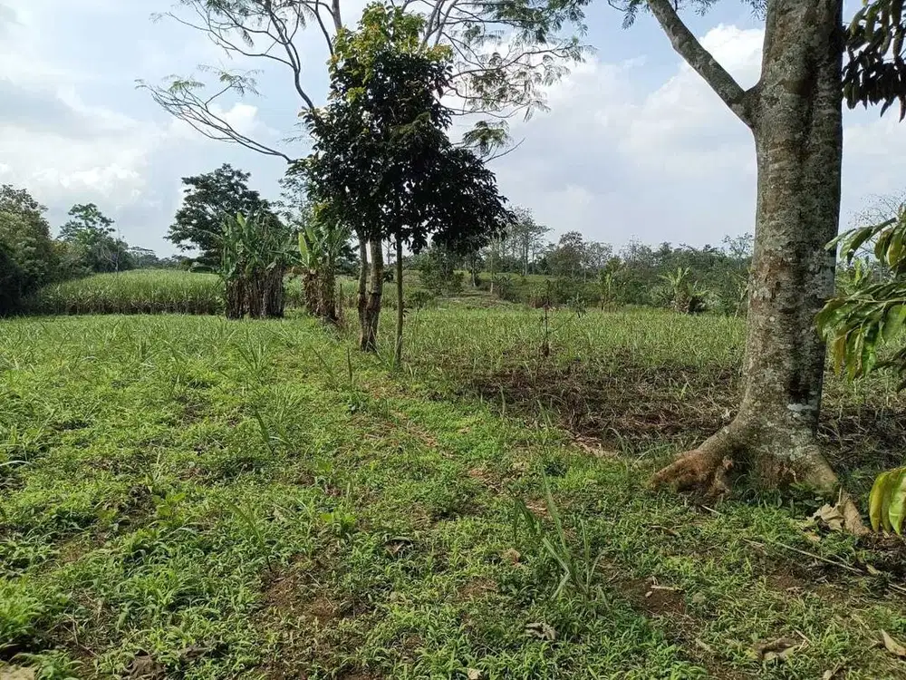 DIJUAL TANAH utk perumahan/usaha lain, di Toyomarto Singosari Malang