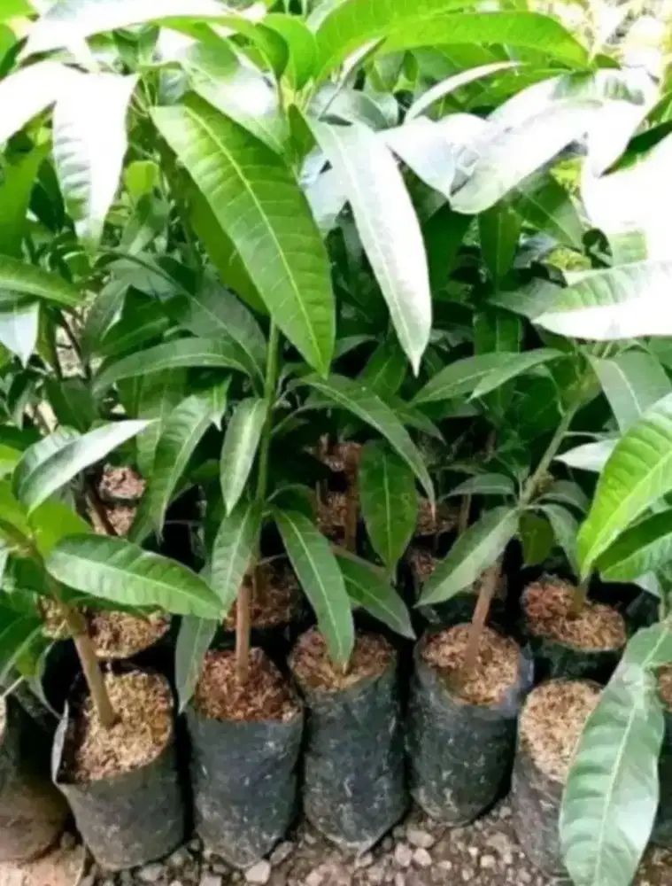 Bibit buah mangga Mahatir original asli