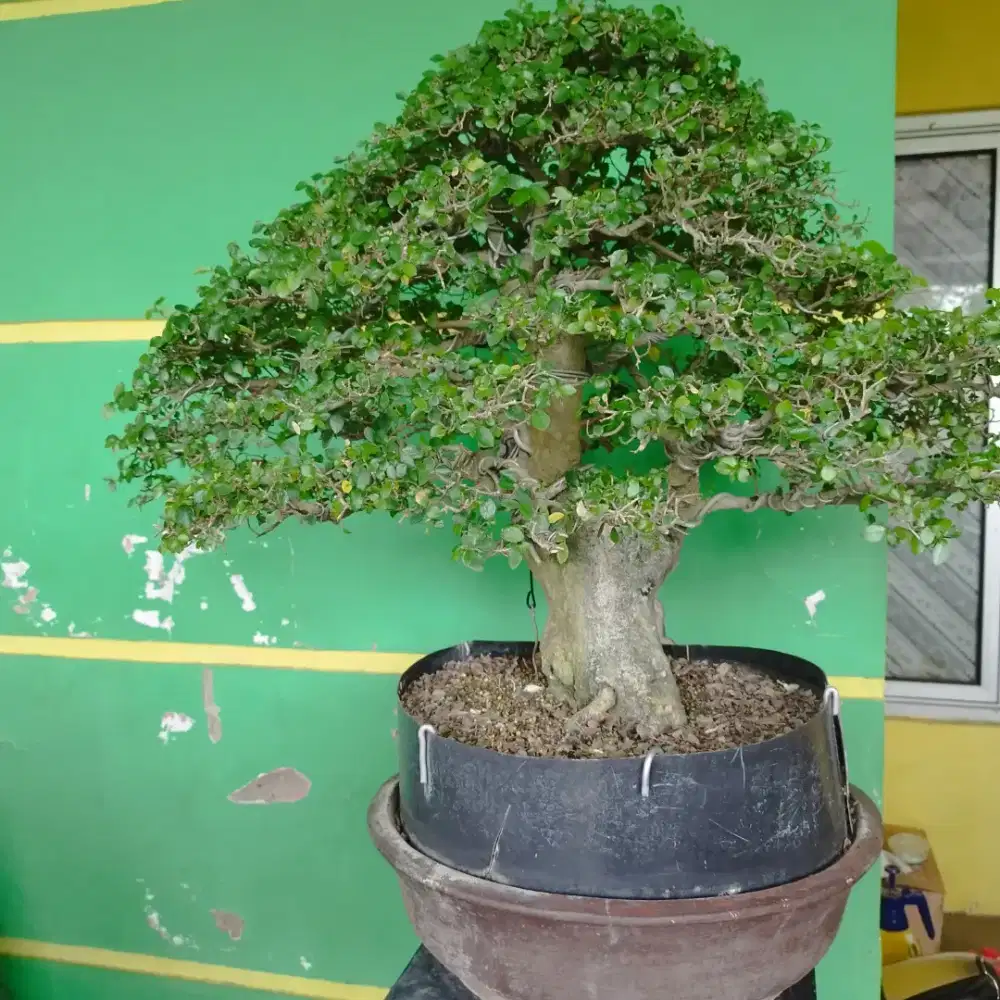 Dijual Borongan Bonsai serut dan sancang