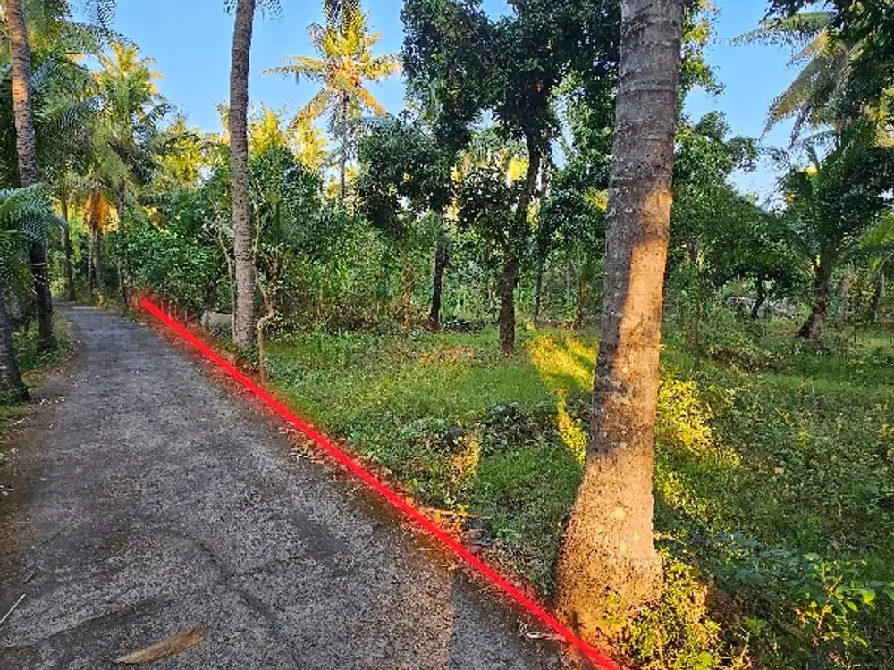 tanah kebun kelapa dekat pantai