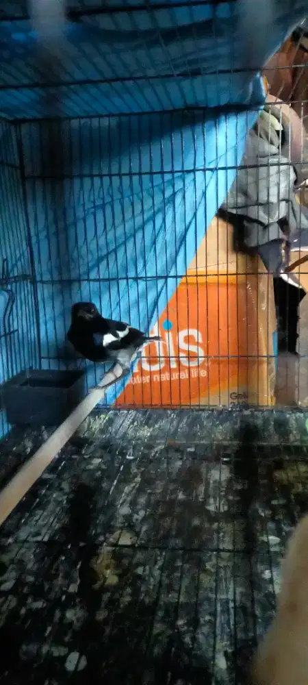 Kacer bahan bady ageng