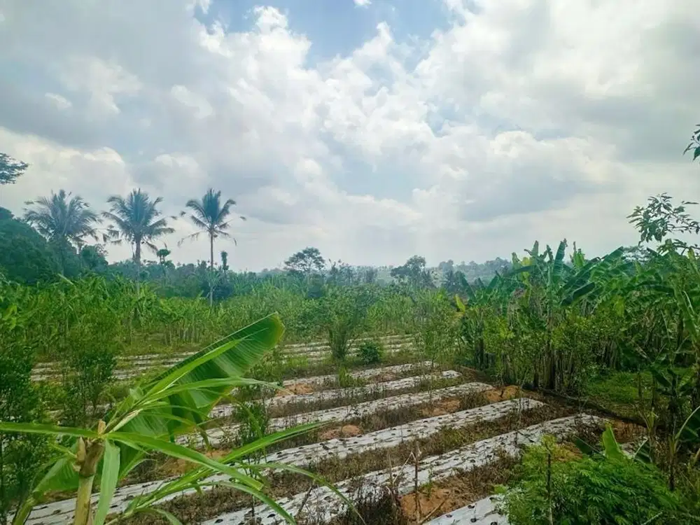 DIJUAL TANAH 33 ARE DI UBUD