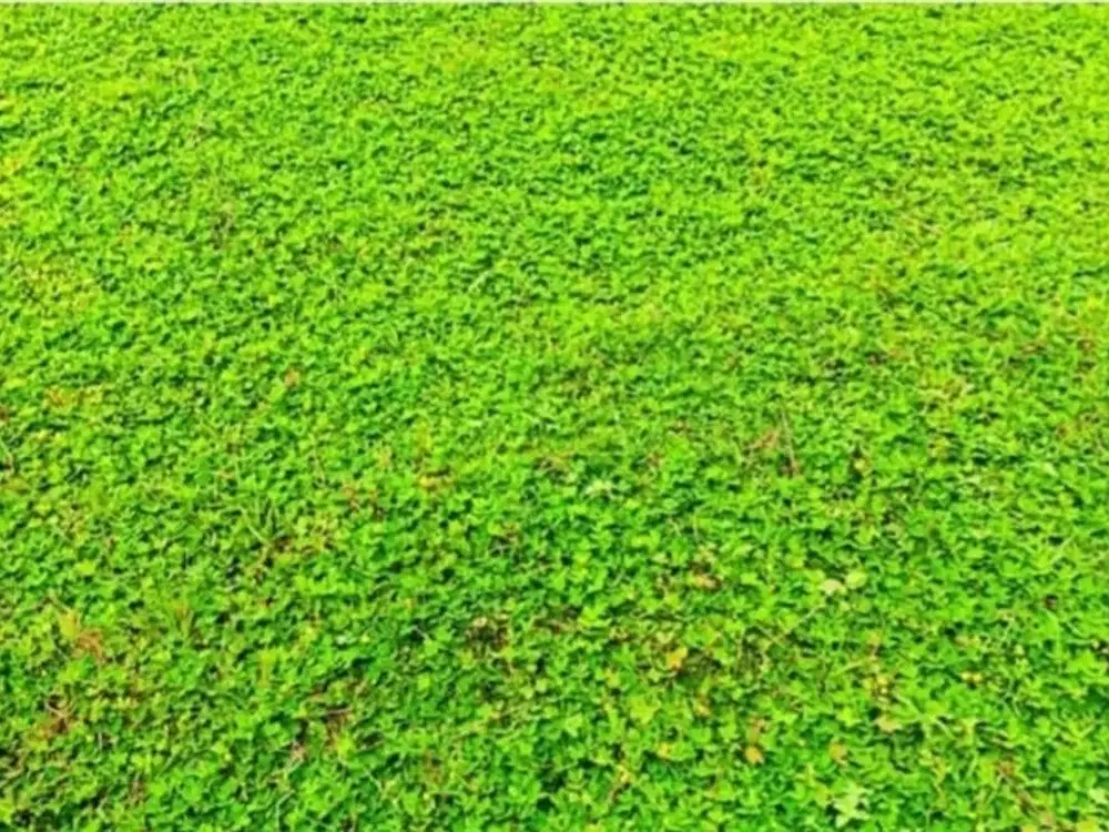 Disewajan Tanah kavling di Jelupang raya Serpong Tangsel (NL)