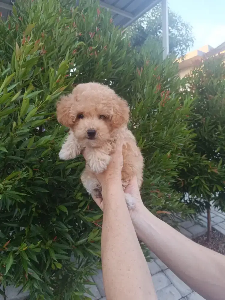 Teacup Apricot Poodle Jantan Bloodline Import Stambum dan Vaksin