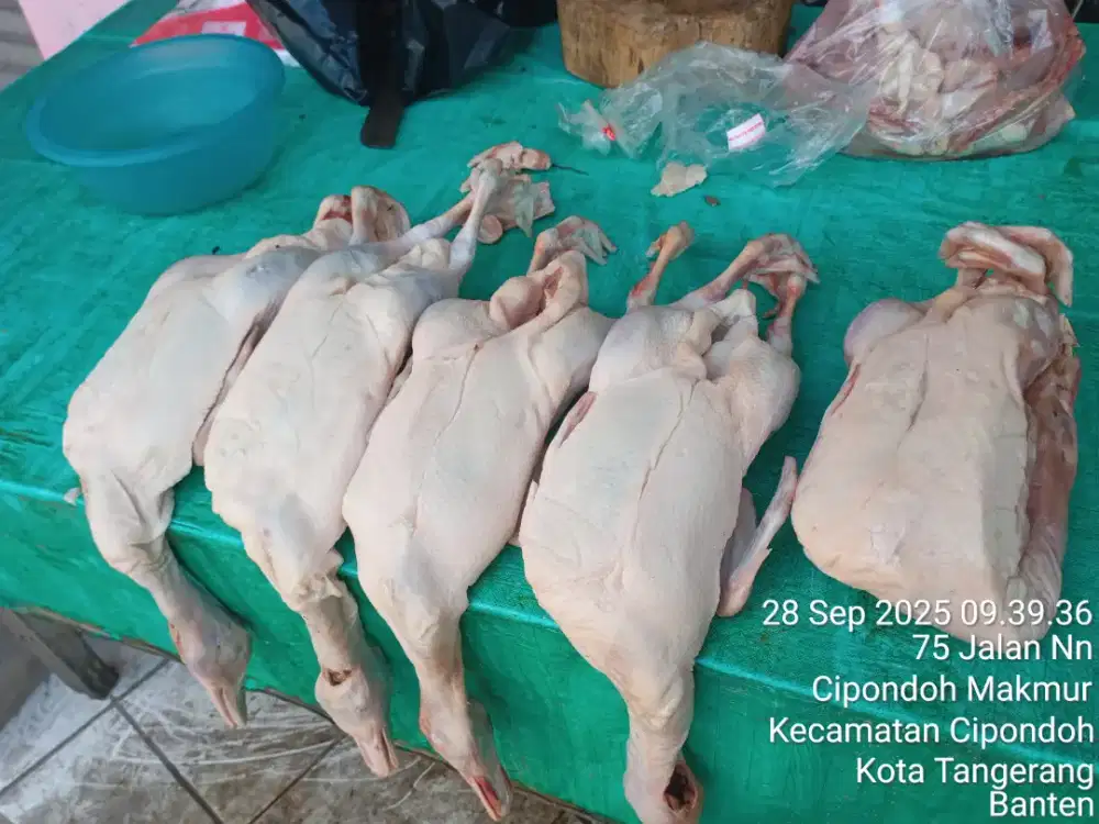 Bebek beku murah