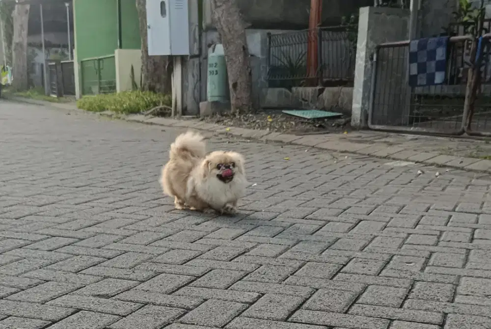 Pekingese Betina Bulu Super Glamour