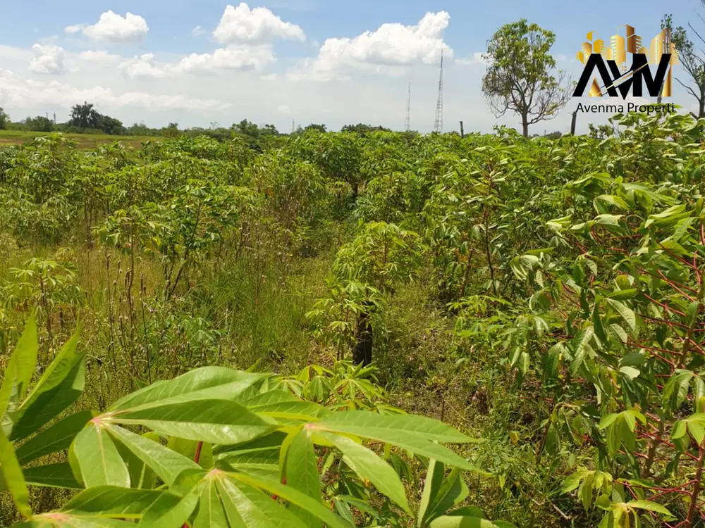 FOR SALE Tanah Perkebunan di Surabaya