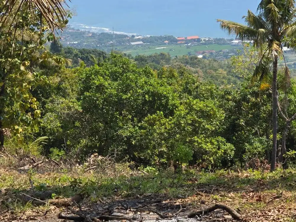 DIJUAL TANAH 15,9 ARE DI LOVINA, BULELENG