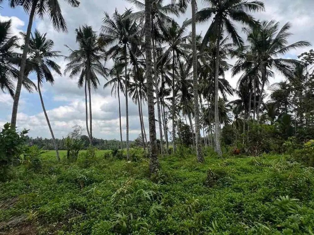 Di jual tanah tanah kontur datar dengan view sawah