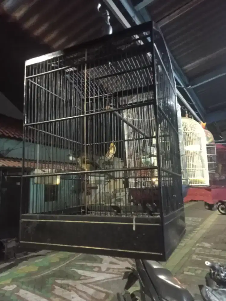 Jual burung masteran gacor