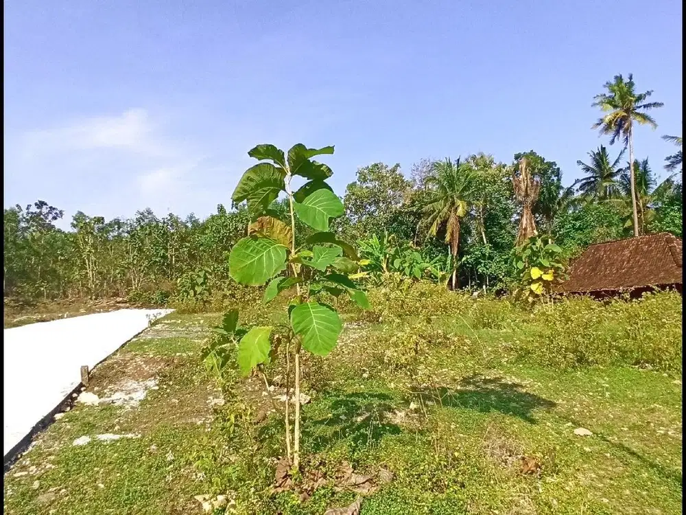 Panjatan, Dekat Samsat Kulon Progo Dekat Bandara YIA