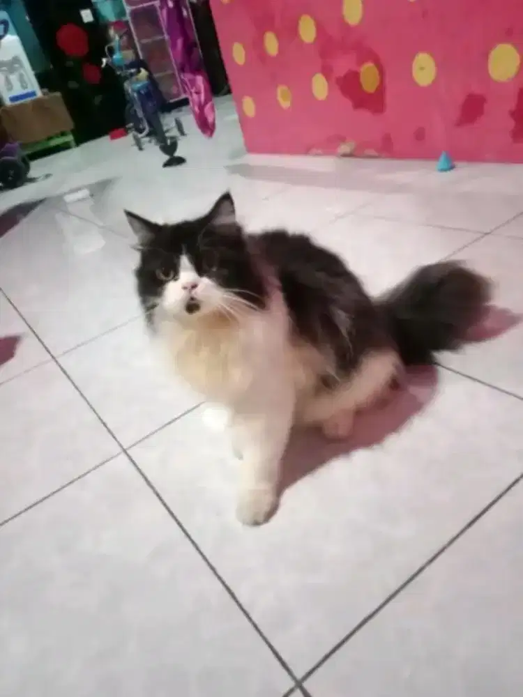 Kucing Anggora Persia