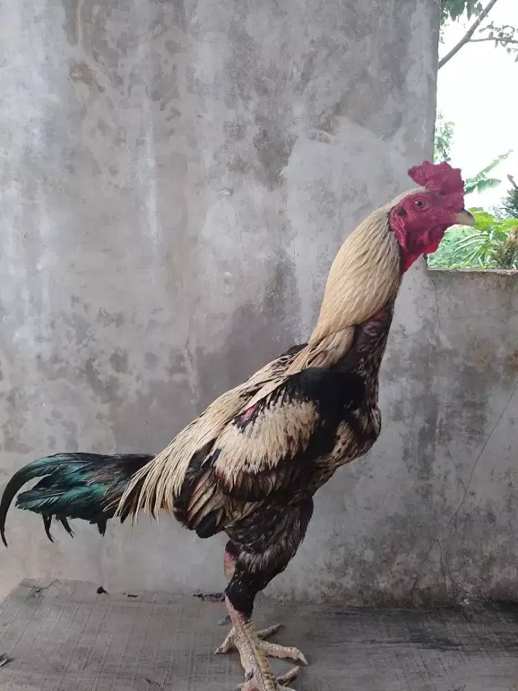Ayam Bangkok pama