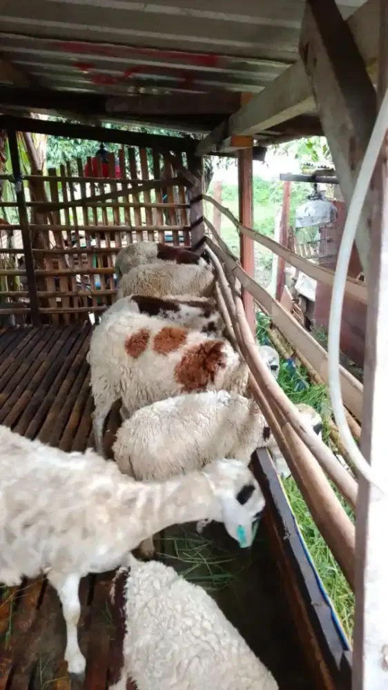 Biang dan anak Domba