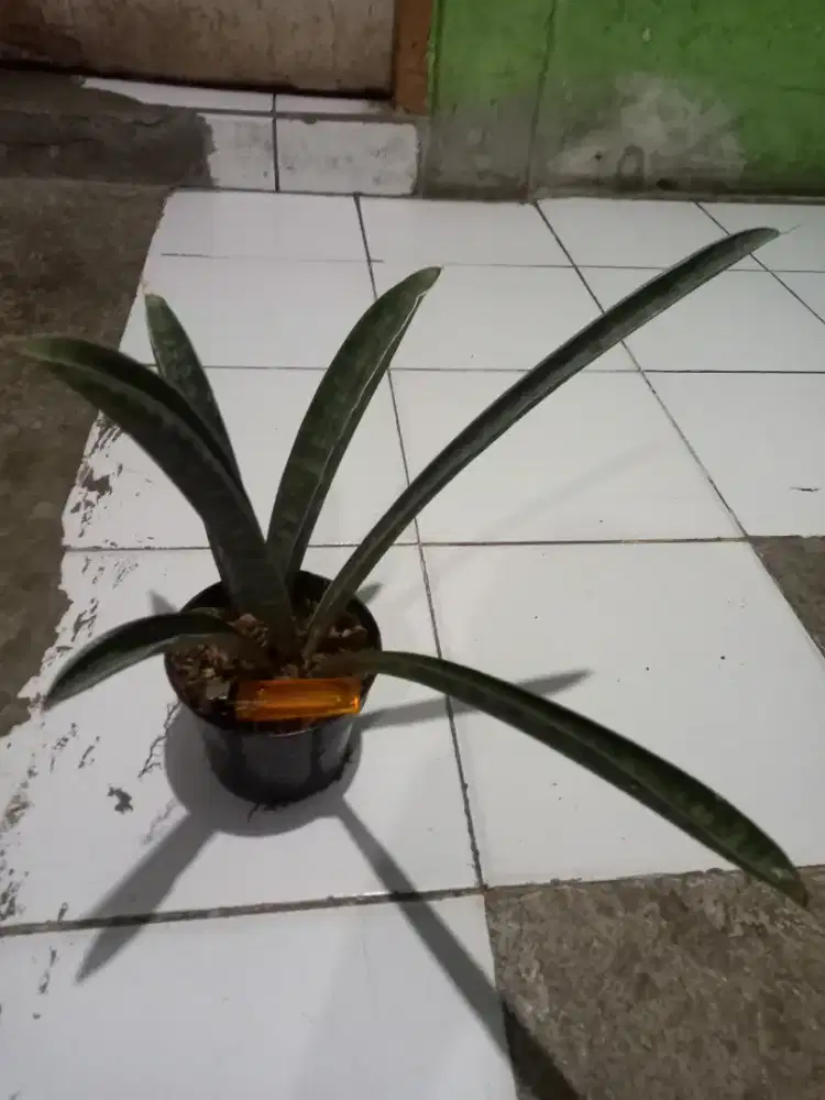 Tanaman hias sensivera