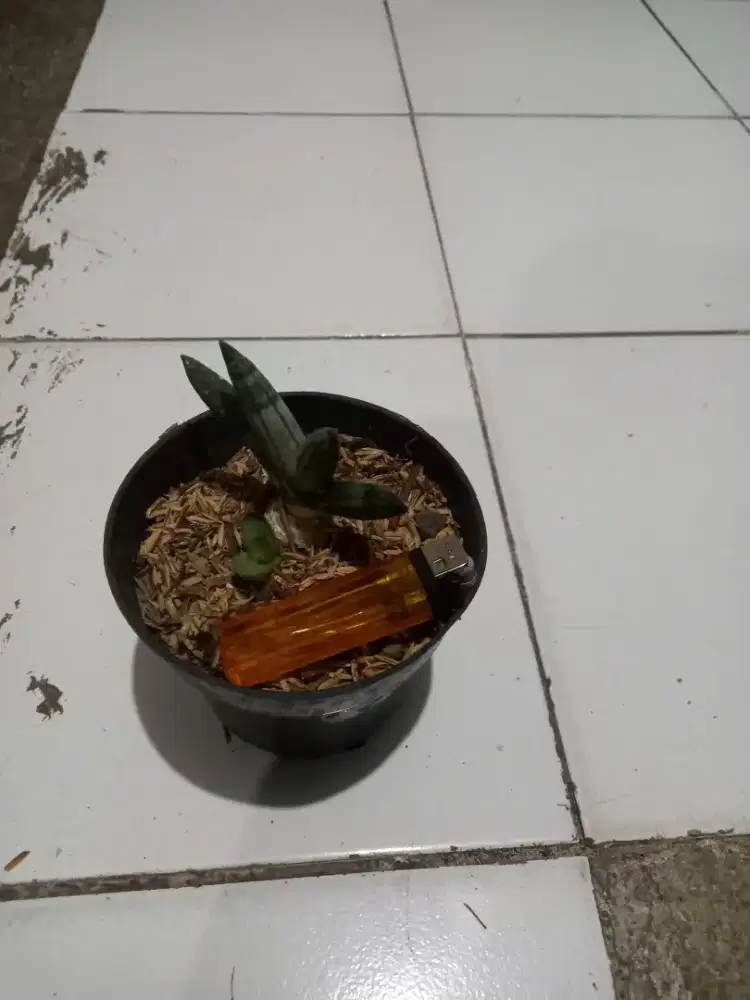 Tanaman hias sensivera