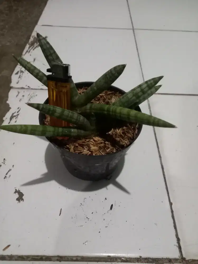 Tanaman hias sensivera