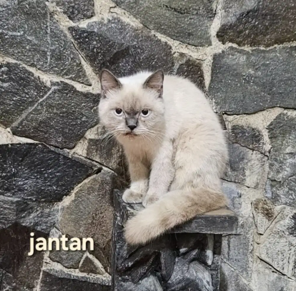 BSH British Short Hair Himalaya Moca