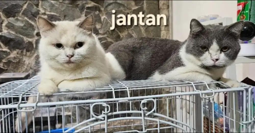 British Short Hair BSH Cream Abu