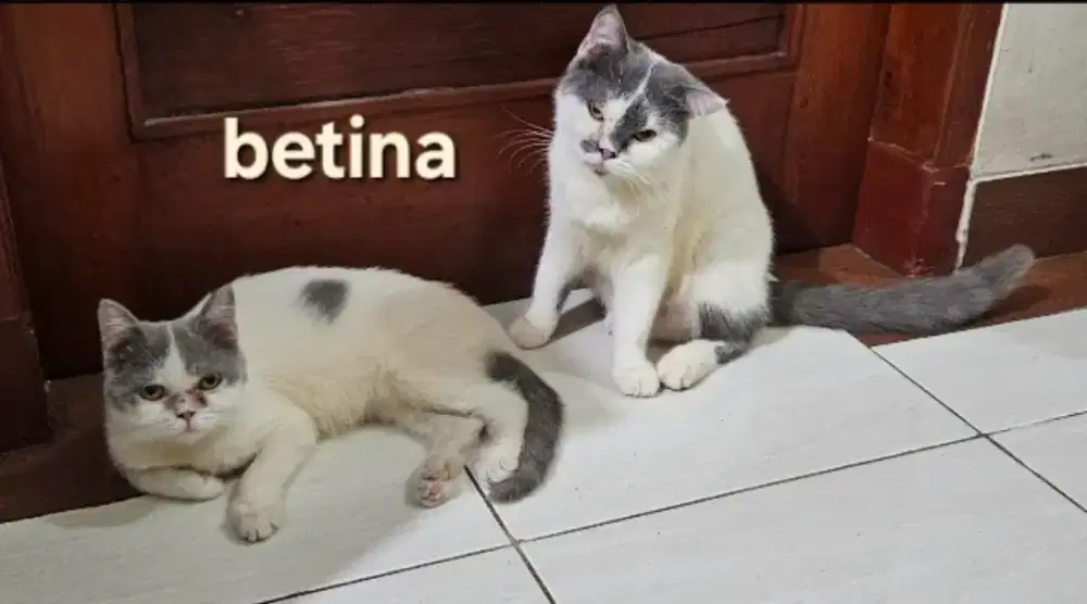 Anakan British Short Hair BSH