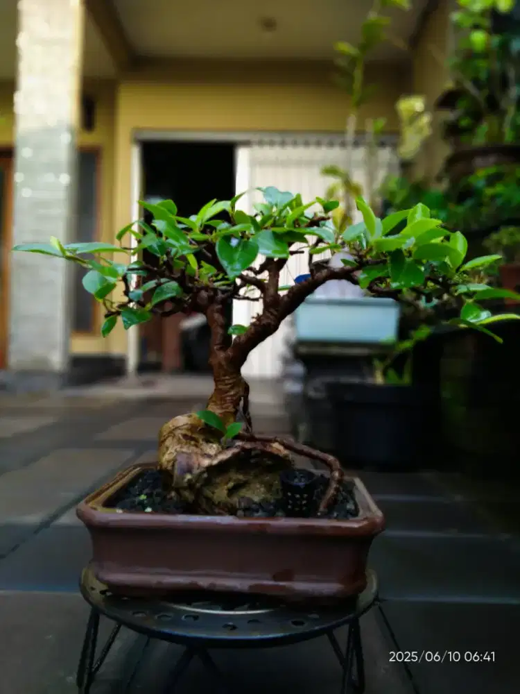 Jual bonsai beringin lokal