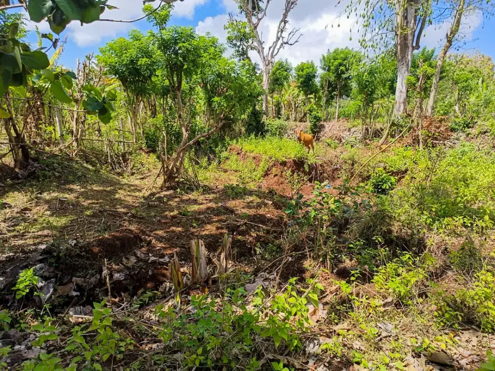 For Lease: 720m² Residential Land Near Balangan Beach