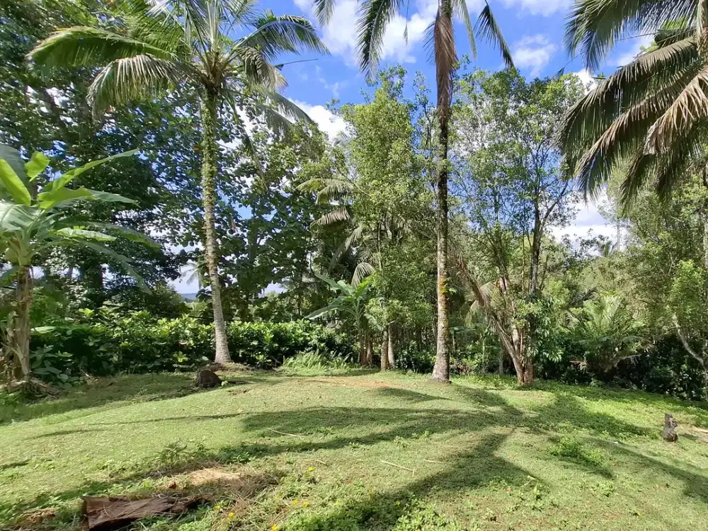 Dijual tanah kebun murah di tabanan