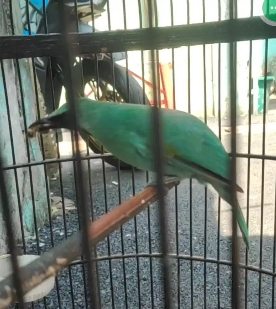 Si Banyuwangi cordor