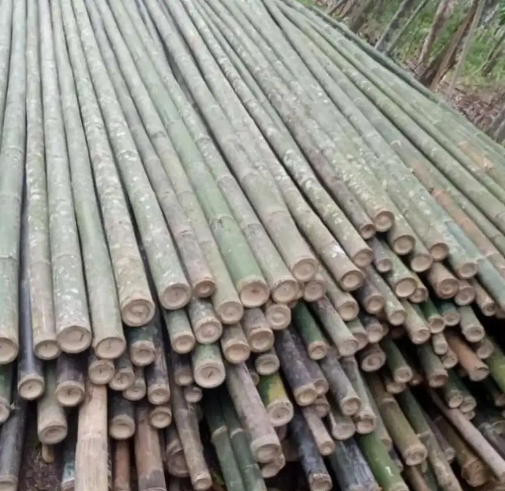 Jual bambu 6 meter