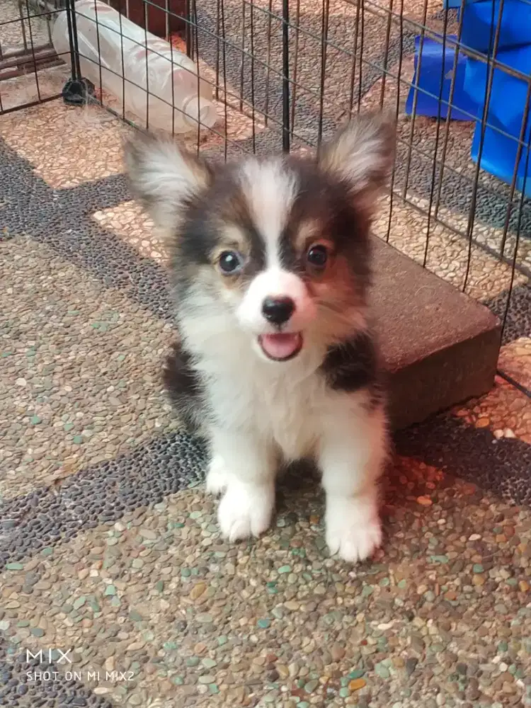 Corgi Betina Fluffy Long Hair