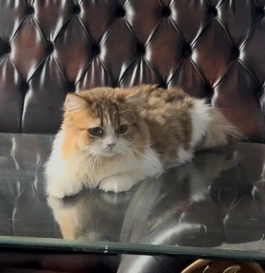 kucing BLH British Long Hair jantan bicolor anak impor