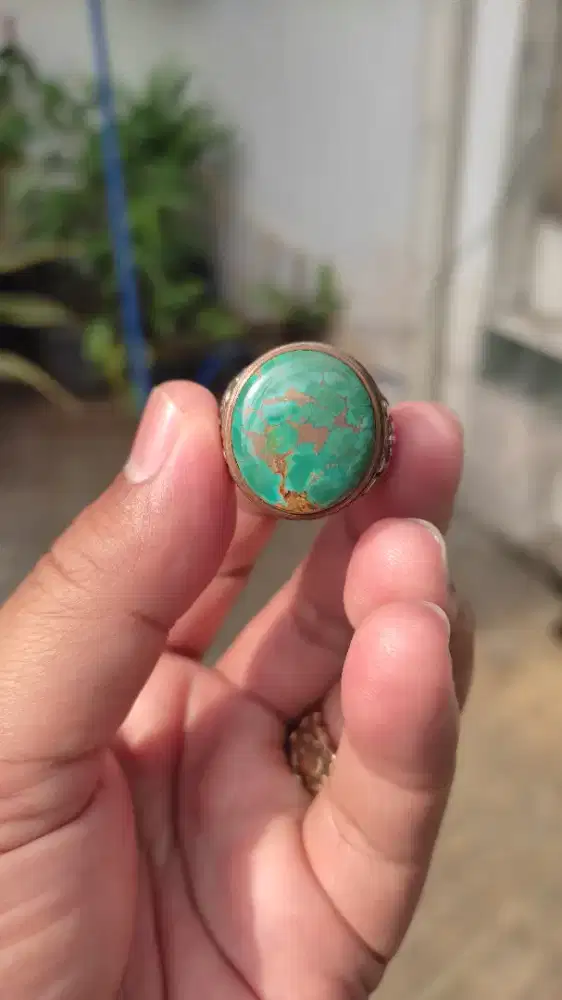 Pirus Persia Hijau Tosca