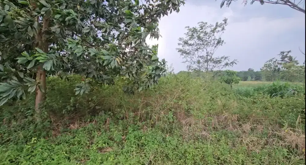 Dijual tanah luas 599 m SHM Ds. Margodadi Lamsel