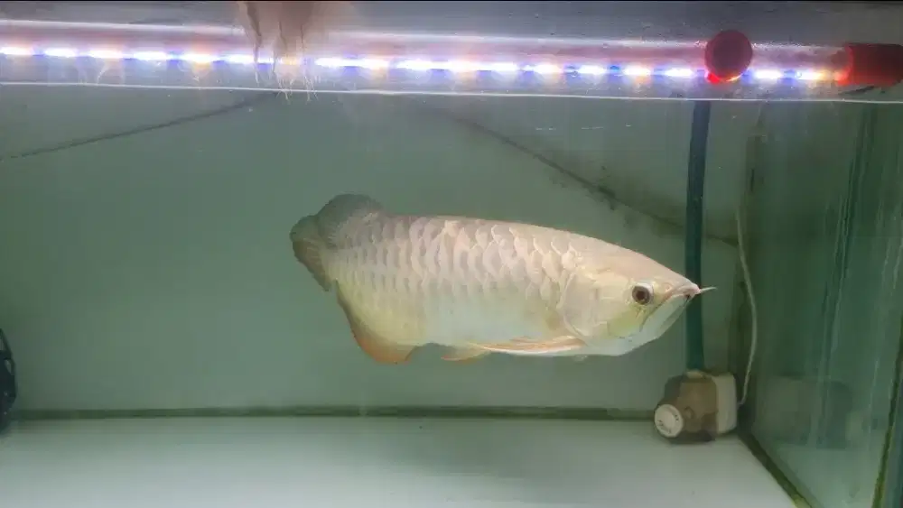 Arwana Golden Red Sumo