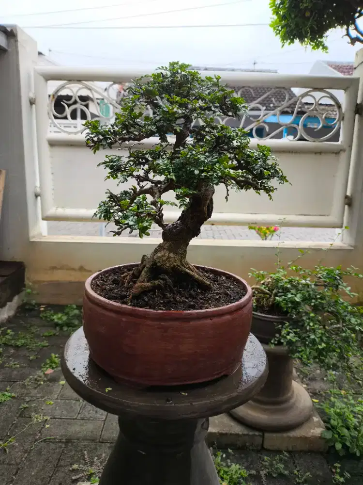 Bonsai lada lada