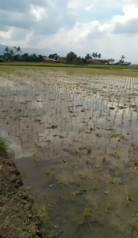DiJual sawah produktif di kabupaten bandung