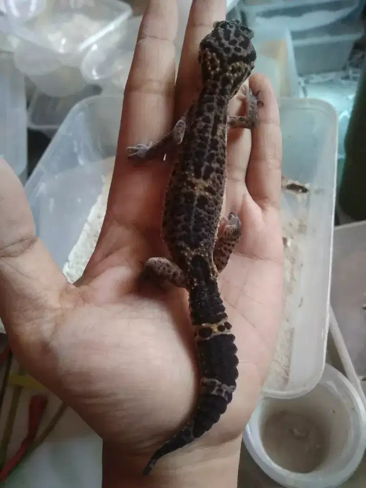 Leopard gecko murah