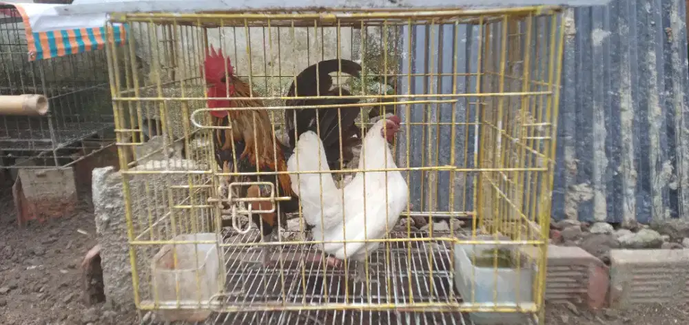Ayam kate cantik sepasang
