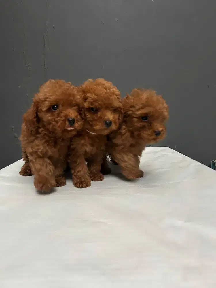 Puppy Red Toy Poodle Jantan Stambum Anak Anjing Pudel