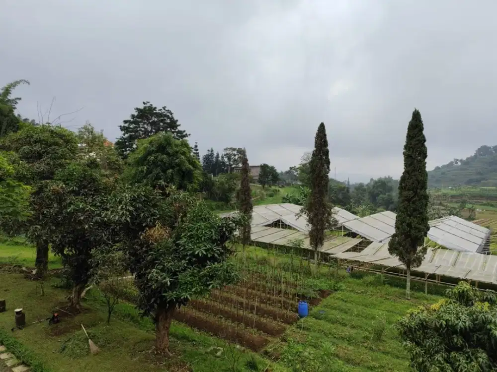 Dijual Tanah Luas 19808 m Di Cipanas Cianjur Jawa Barat